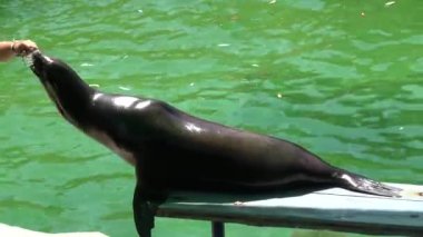 4k. Ultra Hd. Kadın deniz aslanı havuzda gösteri vermek için eğitildi. Havuzdaki deniz aslanına emir veren kişi. Yeşil su, gün ışığında. Deniz hayvanları.