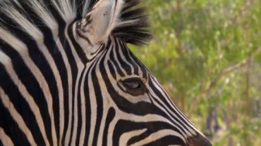 4k. Ultra Hd. Zebra'nın gözü yakın çekim. Zebra etrafa bakıyor. Kameranın yanında. Güney Afrika. Güney Afrika vahşi hayvanlar.
