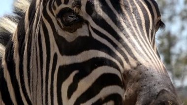 4k. Ultra Hd. Zebra'nın gözü yakın çekim. Zebra etrafa bakıyor. Kameranın yanında. Güney Afrika. Güney Afrika vahşi hayvanlar.