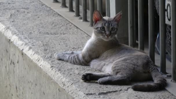 Ultra Gato Callejero Descansando Junto Una Cerca Mirando Cámara Gato — Vídeos de Stock