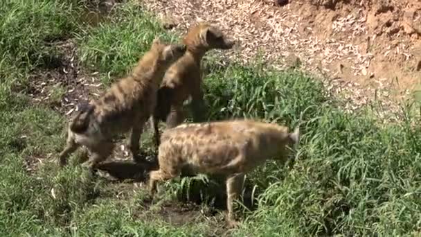 Ultra Hyenas Sniffa Och Letar Efter Mat Naturlig Bakgrund Full — Stockvideo