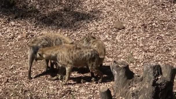 Ultra Hyenas Sniffing Looking Food Natural Background Full Trees Warm — Stock Video
