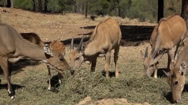 Ultraschall Nahaufnahme Einer Herde Die Sich Von Bodenkräutern Ernährt Herde — Stockvideo