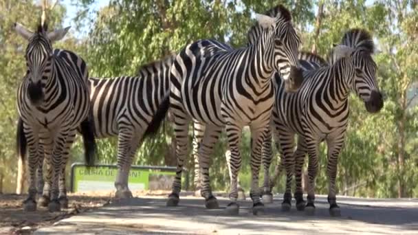 Ultra Zebra Das Planícies Zoológico Também Conhecida Como Zebra Comum — Vídeo de Stock