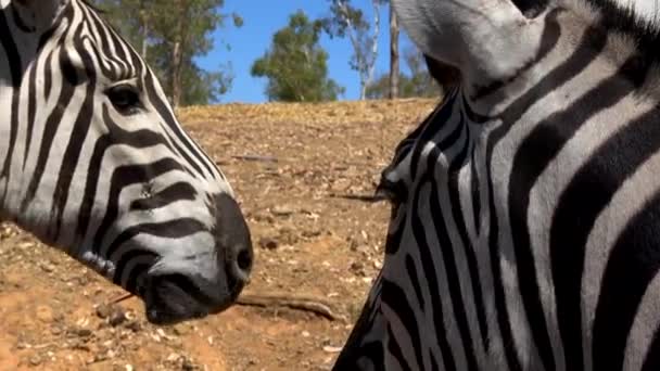 Ultra Mata Zebra Close Zebra Mengunyah Makanan Makan Sayuran Dekat — Stok Video