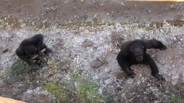 Ultra Chimpanzés Sentados Chão Nas Montanhas Lado Das Rochas Num — Vídeo de Stock