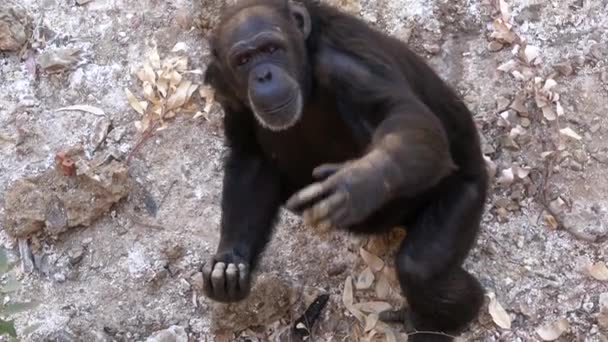 ウルトラHd チンパンジーは 地面に座って 岩の隣に 自然環境の中で 熱い生息地 カメラの方を見ているチンパンジー — ストック動画