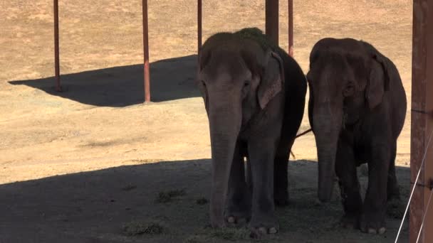 Ultra Gli Elefanti Senza Zanne Rinfrescano Dalle Erbe Nel Loro — Video Stock