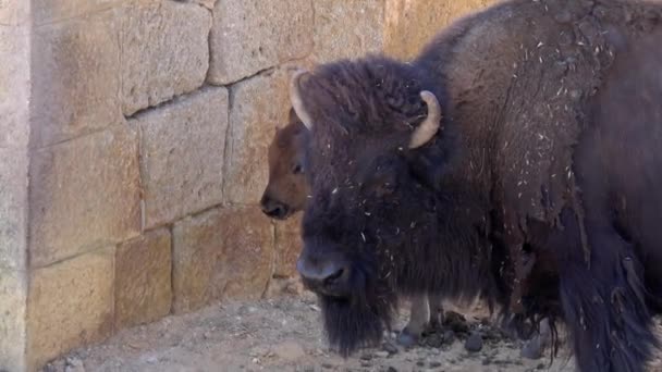 Ultra American Bison Fortfarande Samma Plats Stående Med Baby American — Stockvideo