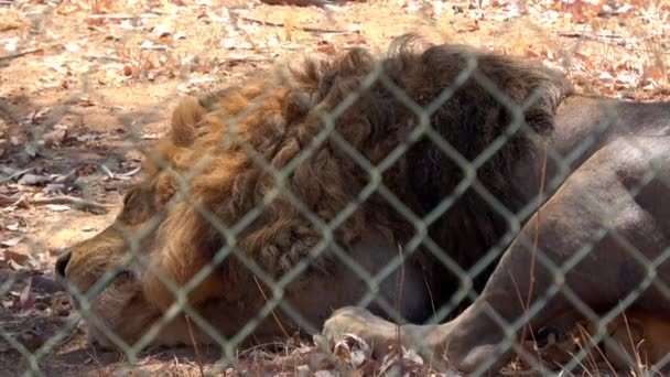 Ultra Close Lion Fence Resting Enduring Heat Day Tired Caged — Stock Video