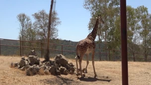 Ultra Giraffe Wandelen Door Uitsparing Van Een Dierentuin Onder Een — Stockvideo