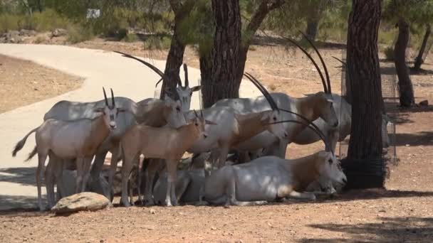Ultra Arabian Oryx Confezione Cerca Cibo Uno Sfondo Naturale Pieno — Video Stock