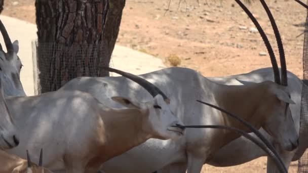 Ultra Arabian Oryx Opakowaniu Szuka Jedzenia Naturalnym Tle Pełen Drzew — Wideo stockowe