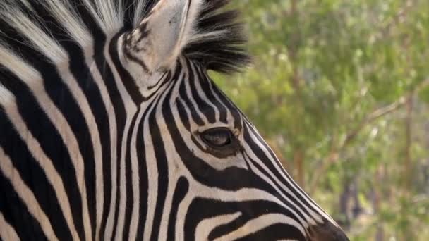 Ultra Olho Zebra Perto Zebra Olhando Redor Perto Câmara África — Vídeo de Stock