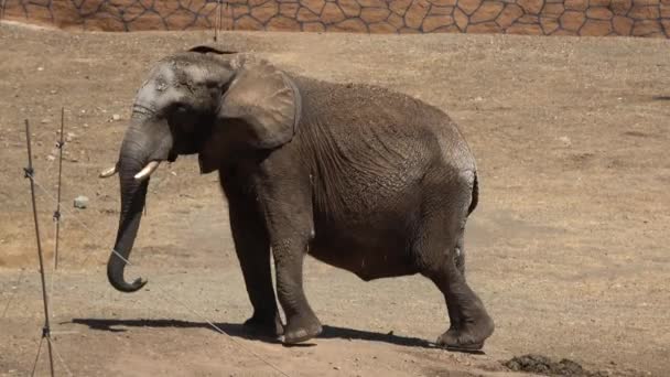 Ultra Fangless Elefante Movimento Dança Balançando Lado Para Outro Close — Vídeo de Stock