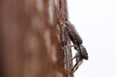 Çoklu gözlü örümcekler, makro görüntü olarak ilginç görünen avı rastgele kamufle ederler. Beyaz bir arka planda, doğa.