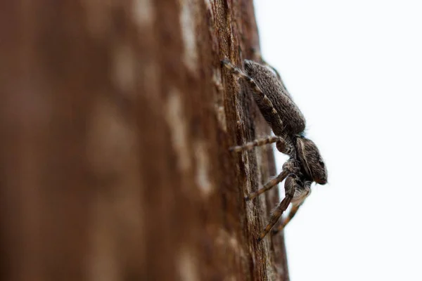 Spiders with multiple eyes dodge randomly camouflaging the prey that looks interesting as a macro image. On a white background, nature.