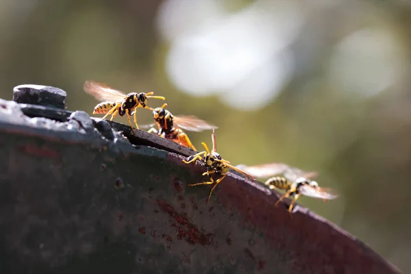Close-up de inúmeras vespas movendo asas para voar. Hornet dentro do objeto de ferro, pronto para voar. Vespa Stinger. Natureza e insetos . Fotos De Bancos De Imagens Sem Royalties