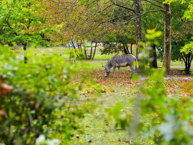 Afrika ağaç çalılıklarında zebra tayı. Ulusal park, Bronx hayvanat bahçesi. Gerçek vahşi yaşam fotoğrafçılığı. Doğa, vahşi yaşam.