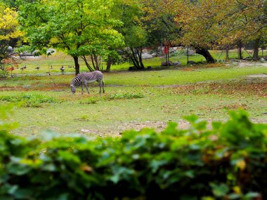 Afrika ağaç çalılıklarında zebra tayı. Ulusal park, Bronx hayvanat bahçesi. Gerçek vahşi yaşam fotoğrafçılığı. Doğa, vahşi yaşam.