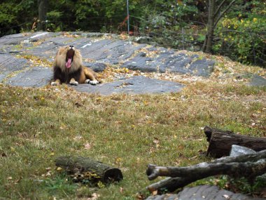 Bronx hayvanat bahçesinde esneyen bir aslanın portresi. Leon iyi korunan bir hayvanat bahçesinde kilitli kaldı. Afrika 'dan aslanlar. Hayvan yaşamı Vahşi.