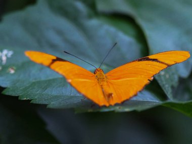 Kelebek bahçesinde uçan kelebekler, doğal ortamlarda uçan kelebekler. Ağaç yapraklarında. Güzel sulak alan böceği. Yeşil ormandaki kelebek. Doğal hayat..