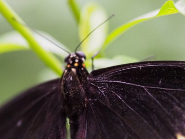 Kelebek bahçesinde uçan kelebekler, doğal ortamlarda uçan kelebekler. Ağaç yapraklarında. Güzel sulak alan böceği. Yeşil ormandaki kelebek. Doğal hayat..