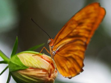 Kelebek bahçesinde uçan kelebekler, doğal ortamlarda uçan kelebekler. Ağaç yapraklarında. Güzel sulak alan böceği. Yeşil ormandaki kelebek. Doğal hayat..