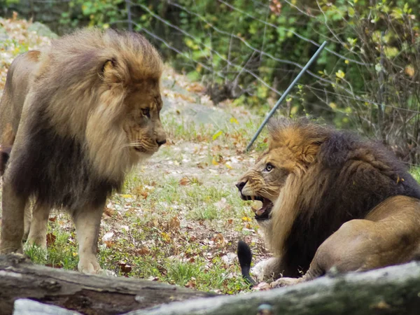 Potret singa di kebun binatang Bronx, mengamati habitatnya. Leon terkunci di kebun binatang. Singa dari Afrika. Kehidupan hewan liar. Kehidupan liar. Leon berkelahi dengan yang lain . — Stok Foto