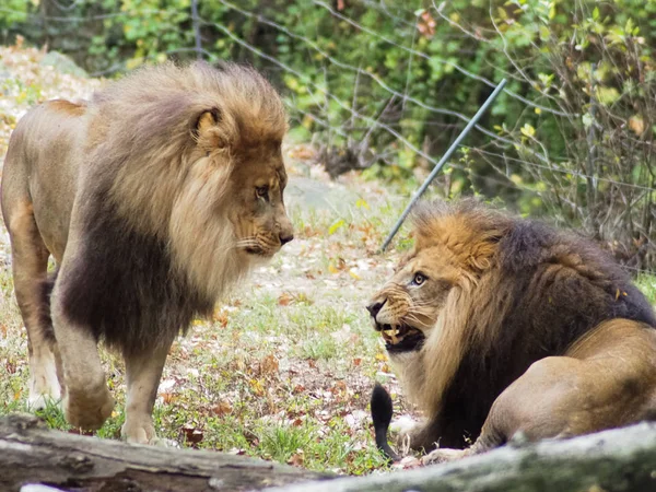 Portrait d'un lion dans le zoo du Bronx, observant son habitat. Léon enfermé dans un zoo bien entretenu. Lions d'Afrique. Vie animale Sauvage. La faune. Léon se battant avec un autre . — Photo