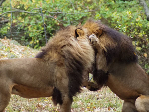 Portret van een leeuw in de Bronx dierentuin, die zijn habitat observeert. Leon opgesloten in een goed onderhouden dierentuin. Leeuwen uit Afrika. Dierlijk leven Wild. Wilde dieren. Leon vecht met een ander. — Stockfoto