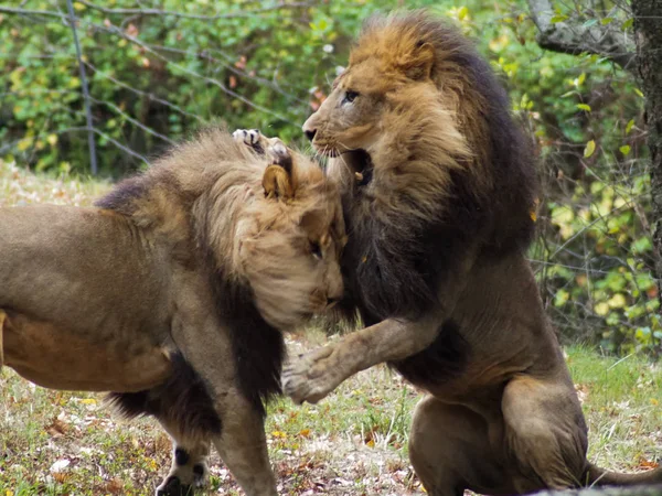 Portret van een leeuw in de Bronx dierentuin, die zijn habitat observeert. Leon opgesloten in een goed onderhouden dierentuin. Leeuwen uit Afrika. Dierlijk leven Wild. Wilde dieren. Leon vecht met een ander. — Stockfoto