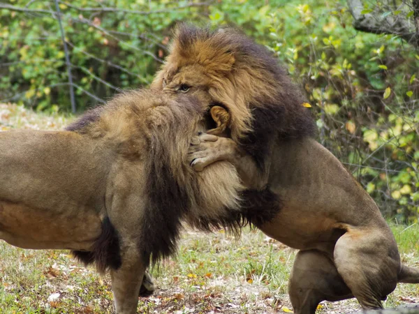 Potret singa di kebun binatang Bronx, mengamati habitatnya. Leon terkunci di kebun binatang. Singa dari Afrika. Kehidupan hewan liar. Kehidupan liar. Leon berkelahi dengan yang lain . — Stok Foto