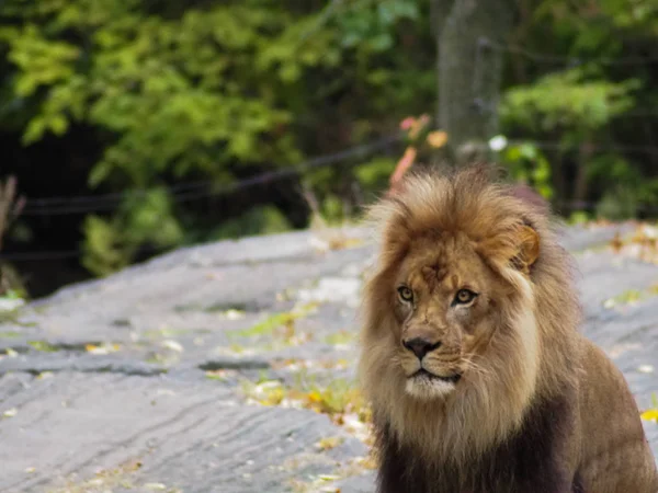 Ritratto di leone nello zoo del Bronx, che osserva il suo habitat. Leon rinchiuso in uno zoo ben tenuto. Leoni africani. Vita animale . — Foto Stock