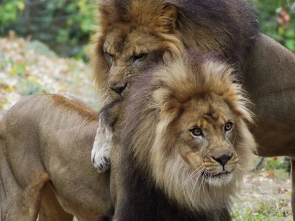 Retrato de um leão no jardim zoológico do Bronx, observando seu habitat. Leon trancado num jardim zoológico bem guardado. Leões de África. Vida animal Selvagem. Vida selvagem. Leon lutando com outro . — Fotografia de Stock