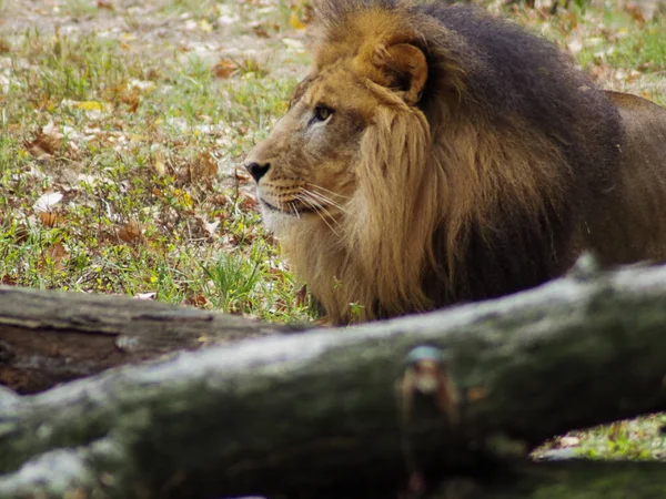 Portret van een leeuw in de Bronx dierentuin, die zijn habitat observeert. Leon opgesloten in een goed onderhouden dierentuin. Leeuwen uit Afrika. Dierlijk leven. — Stockfoto