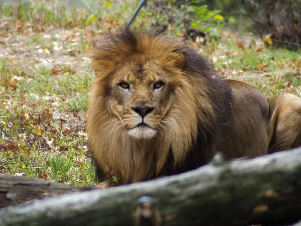 Portret van een leeuw in de Bronx dierentuin, die zijn habitat observeert. Leon opgesloten in een goed onderhouden dierentuin. Leeuwen uit Afrika. Dierlijk leven. — Stockfoto
