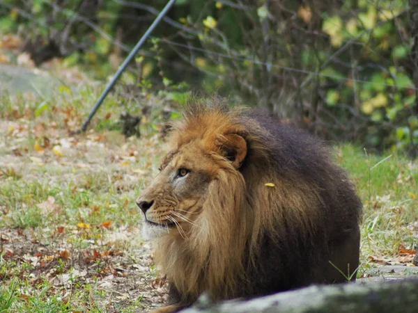 Retrato de um leão no jardim zoológico do Bronx, observando seu habitat. Leon trancado num jardim zoológico bem guardado. Leões de África. Vida animal . — Fotografia de Stock