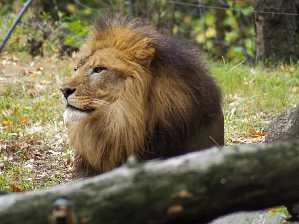 Portret van een leeuw in de Bronx dierentuin, die zijn habitat observeert. Leon opgesloten in een goed onderhouden dierentuin. Leeuwen uit Afrika. Dierlijk leven. — Stockfoto