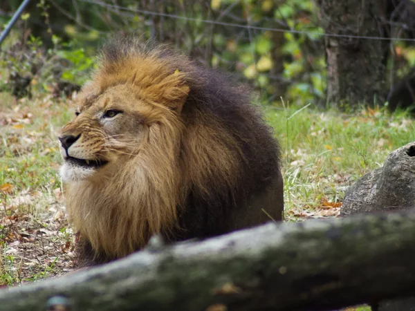 Potret singa di kebun binatang Bronx, mengamati habitatnya. Leon terkunci di kebun binatang. Singa dari Afrika. Kehidupan hewan . — Stok Foto