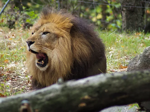 Ritratto di leone nello zoo del Bronx, che osserva il suo habitat. Leon rinchiuso in uno zoo ben tenuto. Leoni africani. Vita animale . — Foto Stock