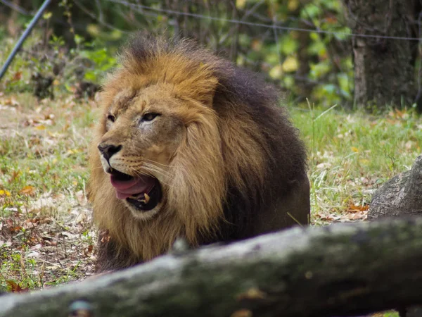 Портрет льва в Бронксском зоопарке, наблюдающего за его средой обитания. Леон заперт в ухоженном зоопарке. Львы из Африки. Животная жизнь . — стоковое фото