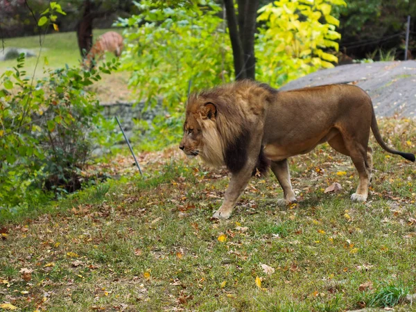 Ritratto di leone nello zoo del Bronx, che osserva il suo habitat. Leon rinchiuso in uno zoo ben tenuto. Leoni africani. Vita animale . — Foto Stock