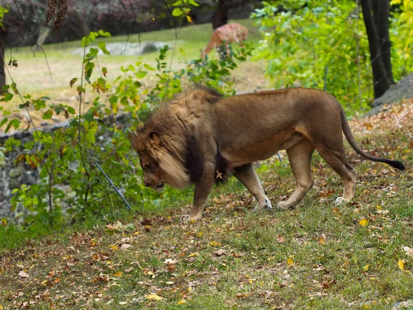 Ritratto di leone nello zoo del Bronx, che osserva il suo habitat. Leon rinchiuso in uno zoo ben tenuto. Leoni africani. Vita animale . — Foto Stock