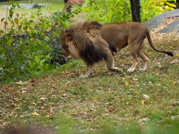 Portrait d'un lion dans le zoo du Bronx, observant son habitat. Léon enfermé dans un zoo bien entretenu. Lions d'Afrique. Vie animale . — Photo