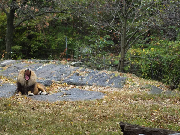 ブロンクス動物園のライオンの肖像画、あくび。レオンはよく飼育された動物園に閉じ込められた。アフリカ出身のライオン。動物の命｜Wild. — ストック写真