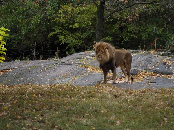 Retrato de um leão no jardim zoológico do Bronx, observando seu habitat. Leon trancado num jardim zoológico bem guardado. Leões de África. Vida animal . — Fotografia de Stock