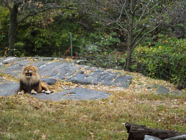 Retrato de um leão no jardim zoológico do Bronx, bocejando. Leon trancado num jardim zoológico bem guardado. Leões de África. Vida animal selvagem . — Fotografia de Stock