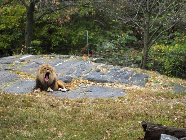 Egy oroszlán portréja a bronxi állatkertben, ásít. Leon bezárkózott egy állatkertbe. Oroszlánok Afrikából. Állatvilág Vadon. — Stock Fotó