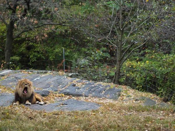 Retrato de um leão no jardim zoológico do Bronx, bocejando. Leon trancado num jardim zoológico bem guardado. Leões de África. Vida animal selvagem . — Fotografia de Stock